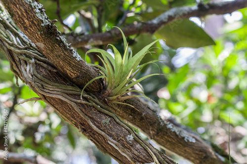 Aechmea caudata Lindm. on tree branch