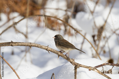 Dar-eyed Junco perched next to a snow-covered field. 