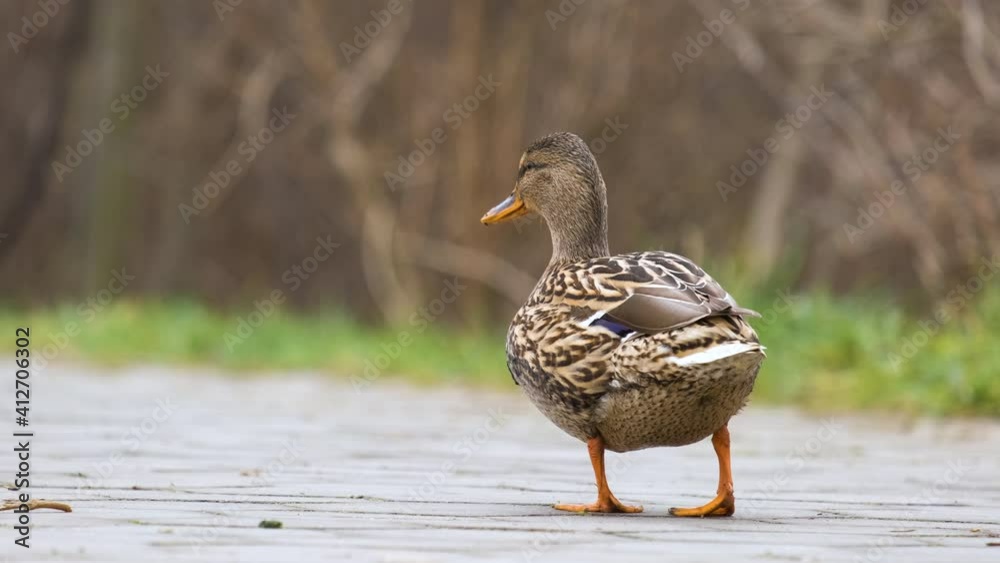 One gray wild duck walking in summer park. One gray wild duck walking in summer park.