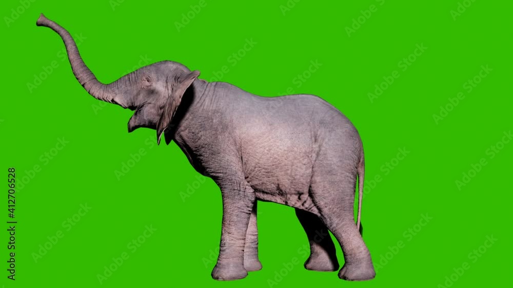 Video „Large African elephant trumpets its trunk in front of green screen. Seamless loop
