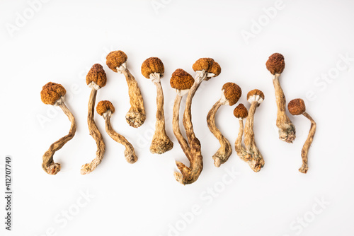 psilocybe cubensis hallucinogen mushrooms photo