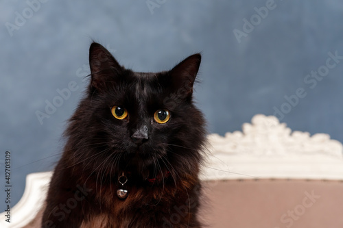 Portrait of young black domestic cat with big yellow eyes