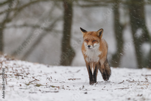 Red fox in winterwonderland on a cold winterday