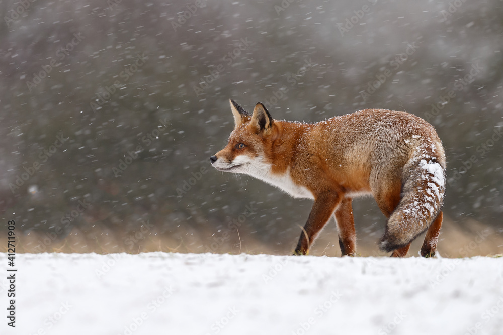 Fototapeta premium Red fox in winterwonderland on a cold winterday