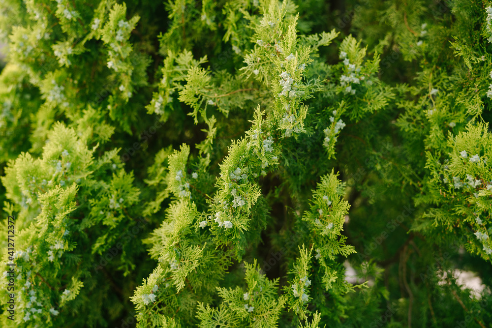 A close-up of the branches of an eastern thuja with blue ripening cones.