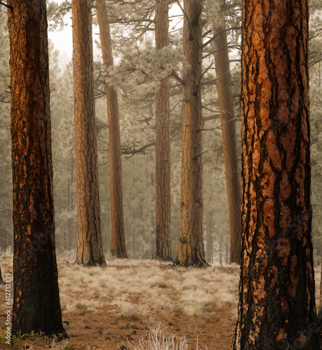 Ponderosa pine trees on three creeks road in sisters Oregon