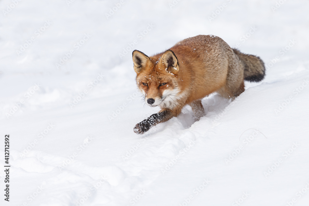 Red fox in wintertime with fresh fallen snow in nature Red fox in wintertime with fresh fallen snow in nature