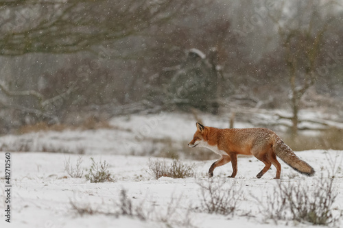 Red fox in wintertime with fresh fallen snow in nature