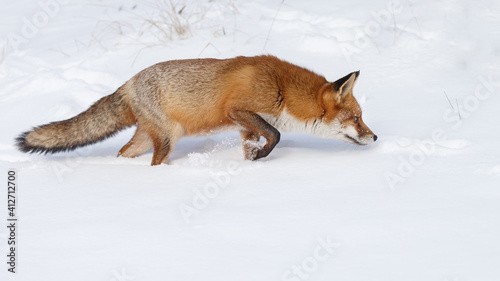 Red fox in wintertime with fresh fallen snow in nature © Menno Schaefer