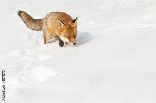 Red fox in wintertime with fresh fallen snow in nature