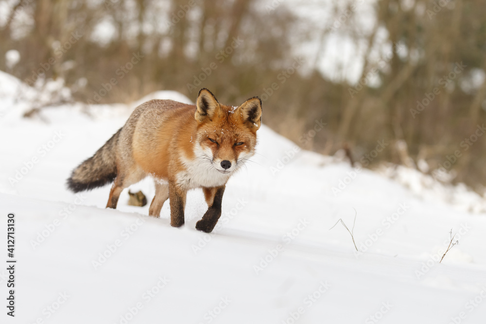 Red fox in wintertime with fresh fallen snow in nature Red fox in wintertime with fresh fallen snow in nature