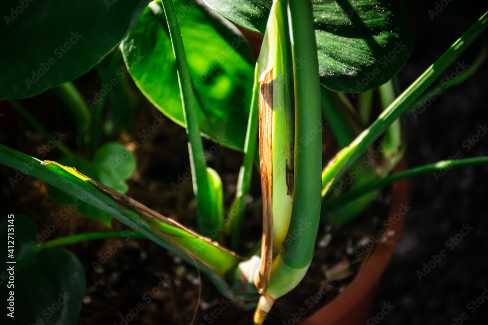 Closeup image of plant's node . New leaves growing houseplant. Plant parts stem with nodes. Closeup image of plant's node . New leaves growing houseplant. Plant parts stem with nodes.