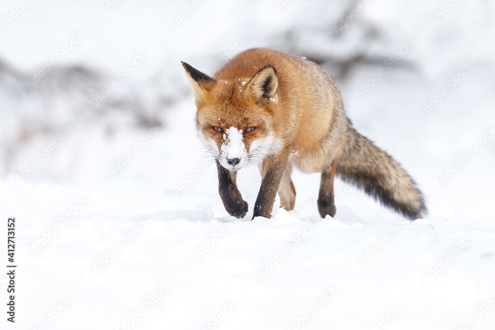 Red fox in wintertime with fresh fallen snow in nature Red fox in wintertime with fresh fallen snow in nature