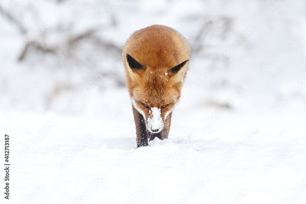 Red fox in wintertime with fresh fallen snow in nature