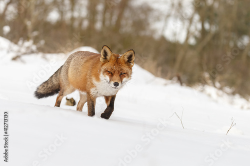 Red fox in wintertime with fresh fallen snow in nature