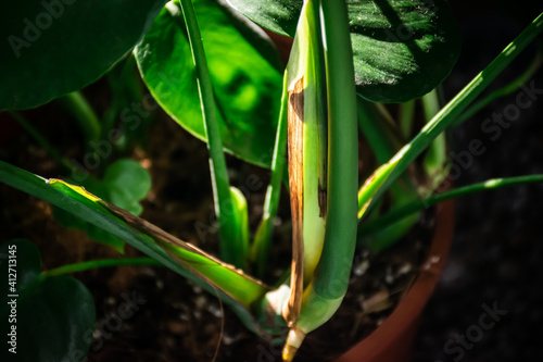 Closeup image of plant s node . New leaves growing houseplant. Plant parts stem with nodes. 