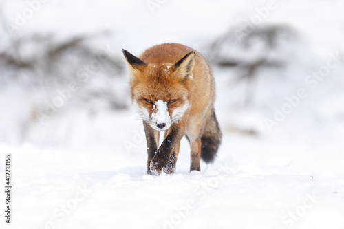 Red fox in wintertime with fresh fallen snow in nature