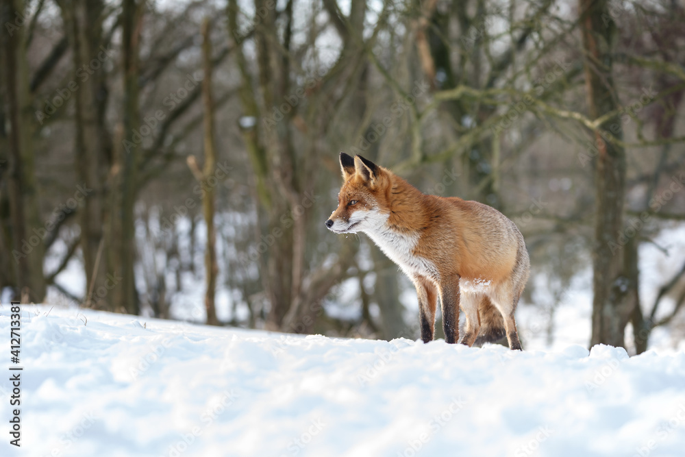 Red fox in wintertime with fresh fallen snow in nature Red fox in wintertime with fresh fallen snow in nature