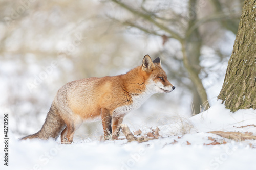 Red fox in wintertime with fresh fallen snow in nature