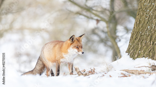 Red fox in wintertime with fresh fallen snow in nature