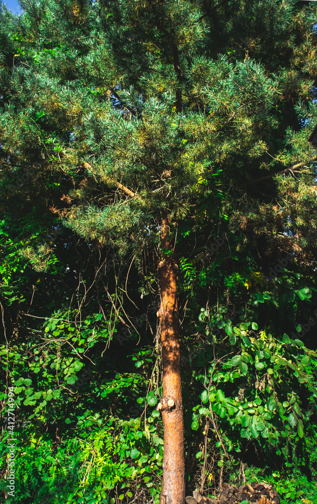 Fototapeta premium Vertical image of pine tree. Coniferous pine tree forest in Europe.