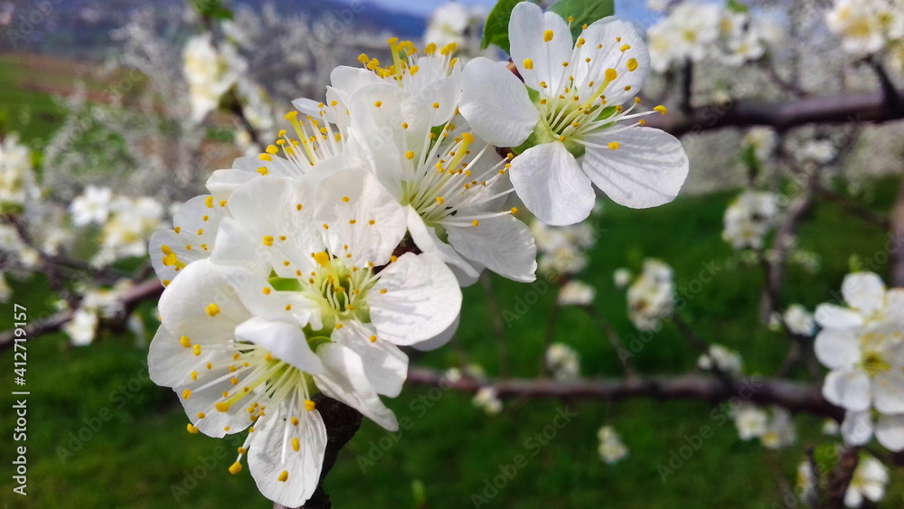 White plum blossoms with pronounced petioles and anthers in the plum orchard in spring. Flowering plum.