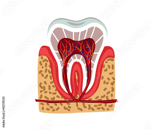 tooth part of human body anatomy and disease