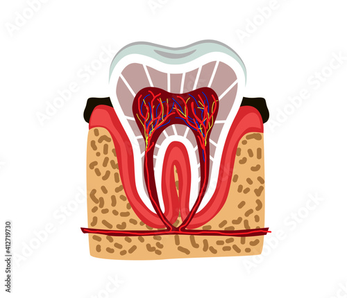 tooth part of human body anatomy and disease
