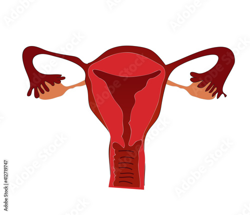 vagina part of human body anatomy and disease
