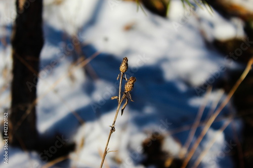 Two dried flowers with white snow in the background. photo