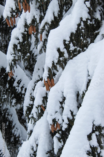 Cones on a tree with snow on it. Cones in winter on a tree with snow.