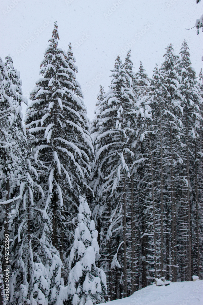 Coniferous forest in winter with a lot of snow. Snow in the woods. Snow on the trees. Coniferous forest in winter with a lot of snow. Snow in the woods. Snow on the trees.