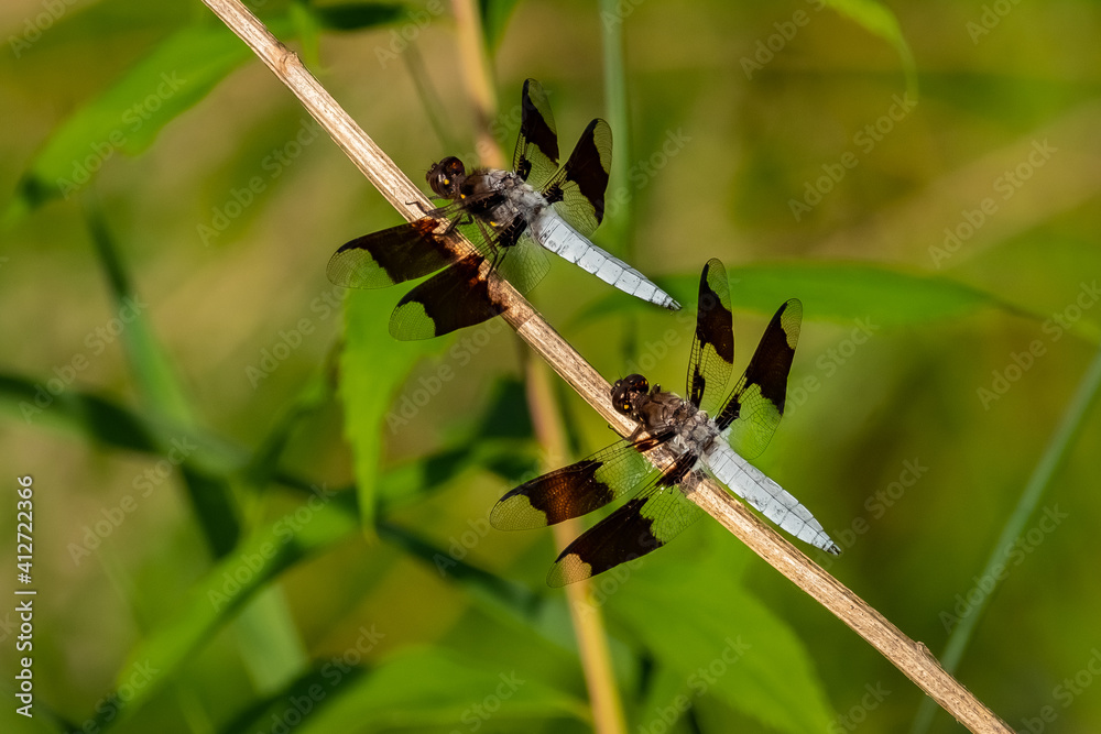 Two male Common Whitetail Skimmers (Libellula Lydia) perched on a stick in the summer sun.