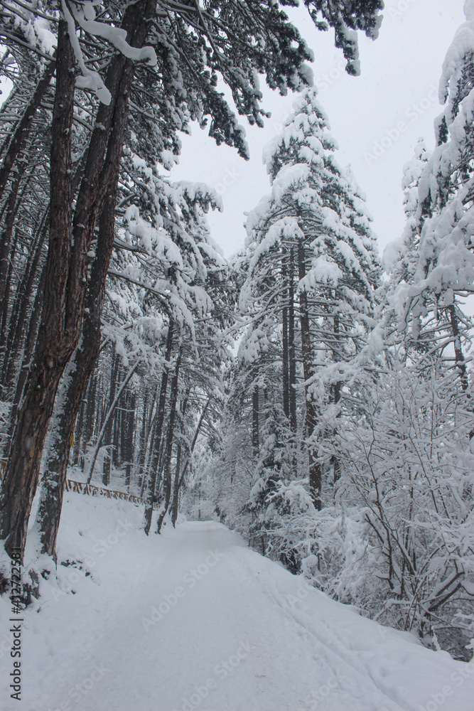 Coniferous forest in winter with a lot of snow. Snow in the woods. Snow on the trees. Coniferous forest in winter with a lot of snow. Snow in the woods. Snow on the trees.