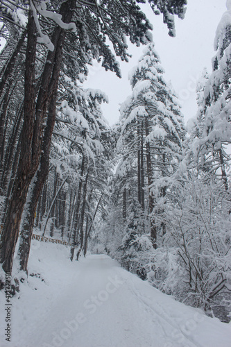 Coniferous forest in winter with a lot of snow. Snow in the woods. Snow on the trees.