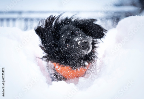 Pies otrzepujący się ze śniegu