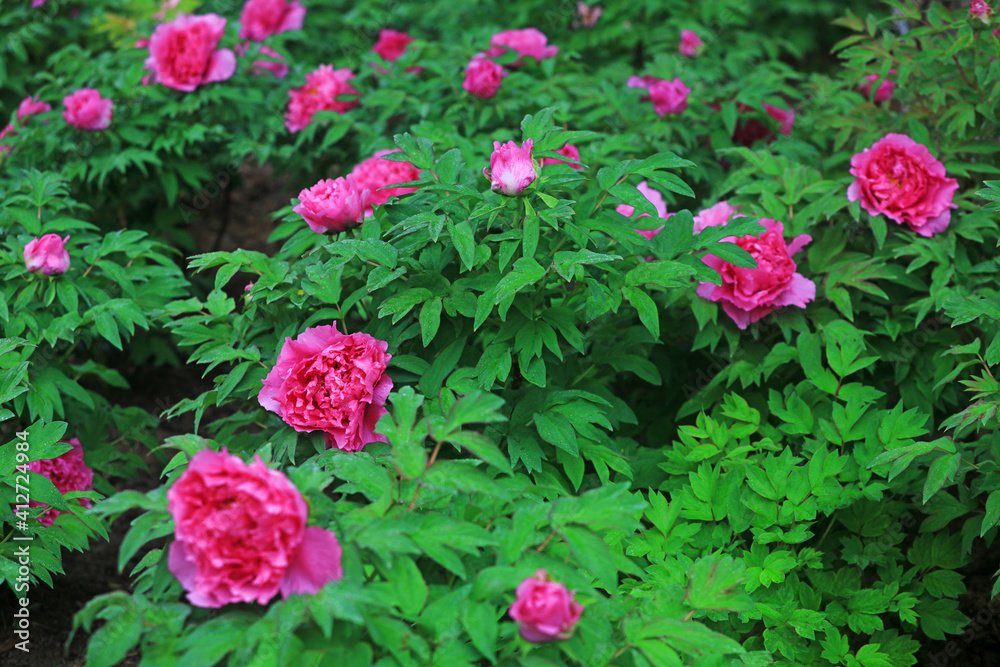 Blooming peonies in the park, China Blooming peonies in the park, China