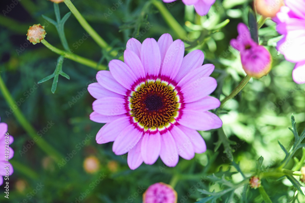 Obraz premium Pink Flower