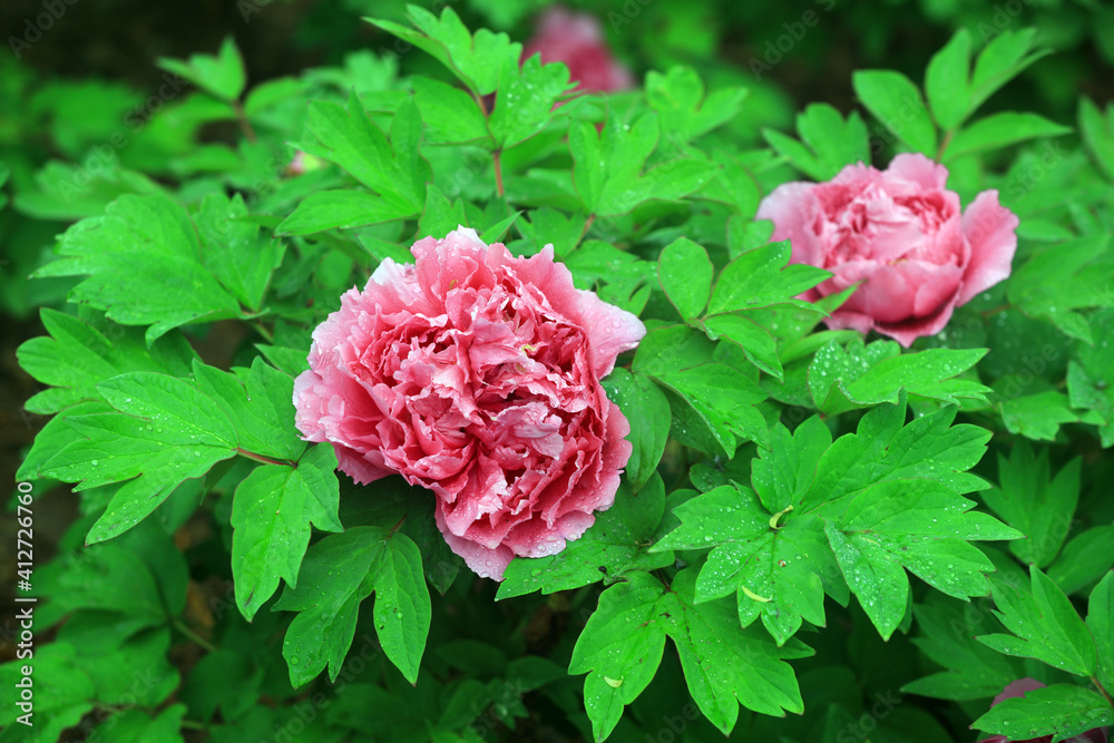 Fototapeta premium Blooming peonies in the park, China