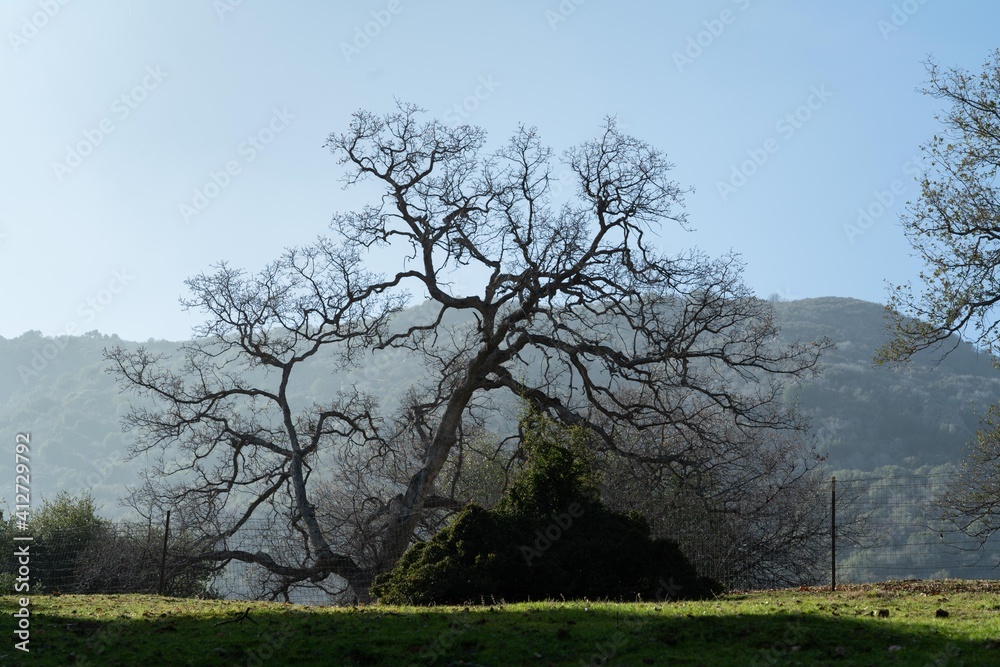 Obraz premium tree in the field