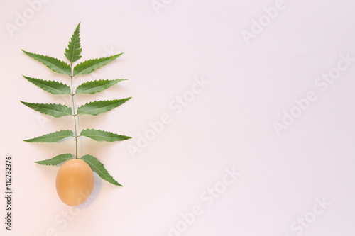 Green leaf in a chicken egg on a white background with a space for text.