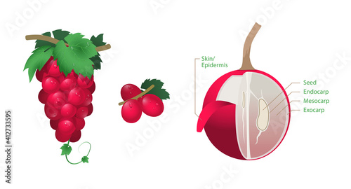 Realistic Bunch of Fresh Red Grapes and A Sliced Grape vector in white background. Grapes anatomy for Infographic
