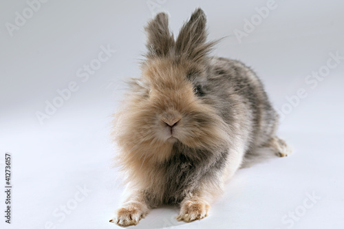 Adorable lionhead rabbit with mixed chocolate colored furr photo