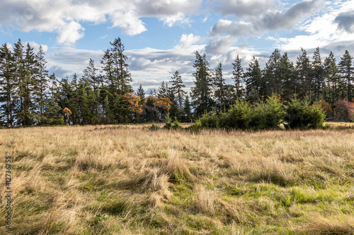 Field of grass and trees at Aylard Farm at East Sooke on a sunny day in November in British Columbia, Canada