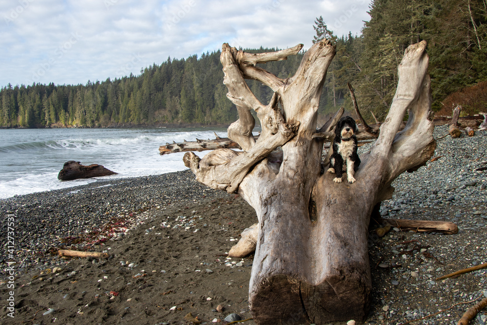 dog sitting on a large driftwood log at Juan De Fuca Provincial Park on Vancouver Island, British Columbia, Canada