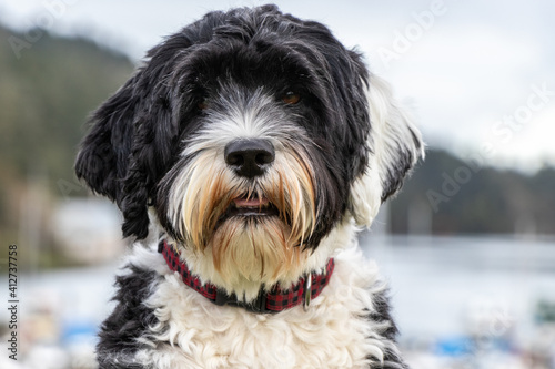 portrait of black and white Portuguese Water dog