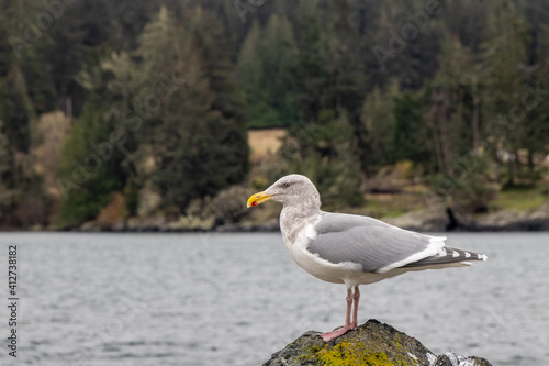Seagull standing on the shore at Whiffen Spit in Sooke on Vancouver Island, BC photo