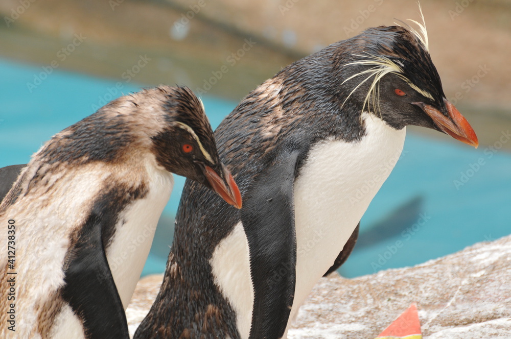 Naklejka premium 連れ立って歩くペンギン
