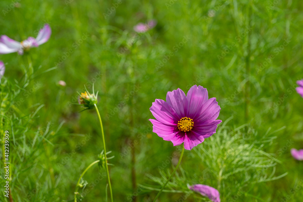 コスモスの花