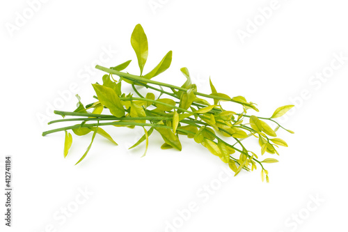 Melientha suavis Pierre (Pak Phak Wan) on white background. Young leaves to cook a variety of dishes, both boiled and stir-fried